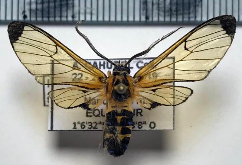 isanthrene_sp-593_m_eq-standard.jpg