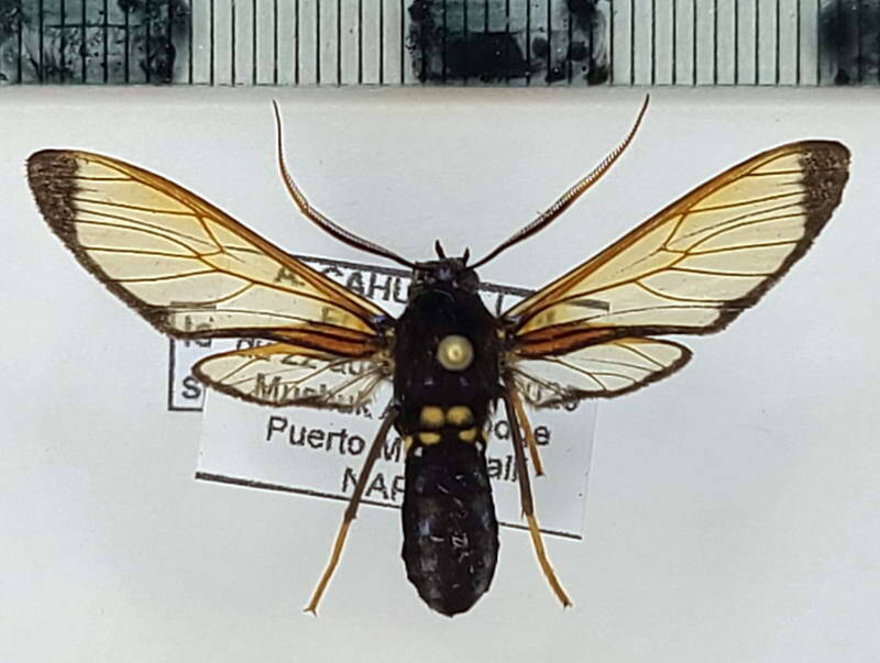 isanthrene_sp1064_m_eq-standard.jpg