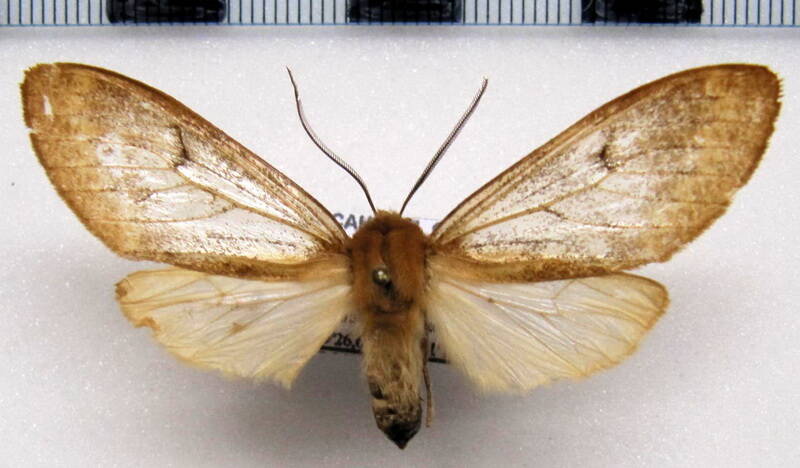 ischnocampa-sp02_bolivie-standard.jpg