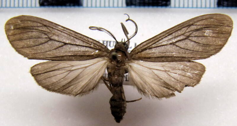 ischnocampa_lugubris_m_eq-standard.jpg