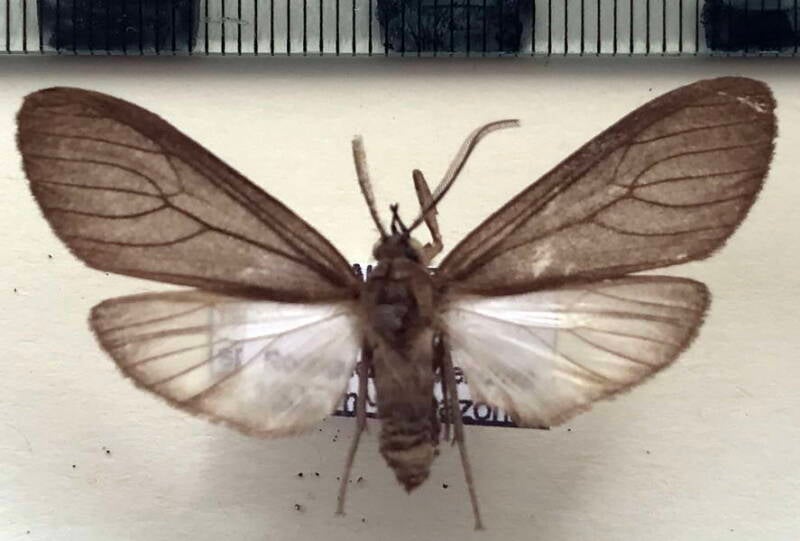 ischnocampa_sp989_m_per-standard.jpg