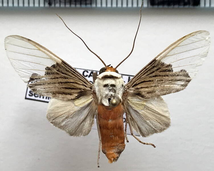 ischnognatha_semiopalina_m_eq-standard.jpg