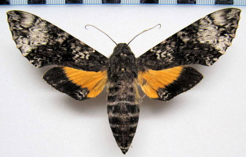 isognathus_excelsior_gf_f-standard.jpg