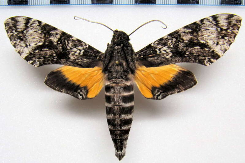 isognathus_excelsior_gf_m-standard.jpg