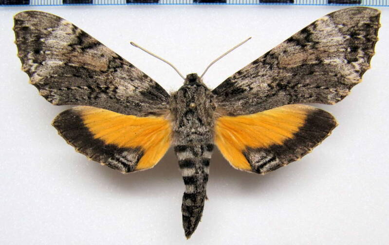 isognathus_rimosa_inclitus_mex_m01-standard.jpg