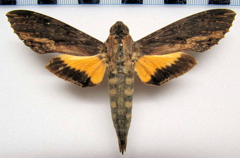 isognathus_scyron_col_f-standard.jpg