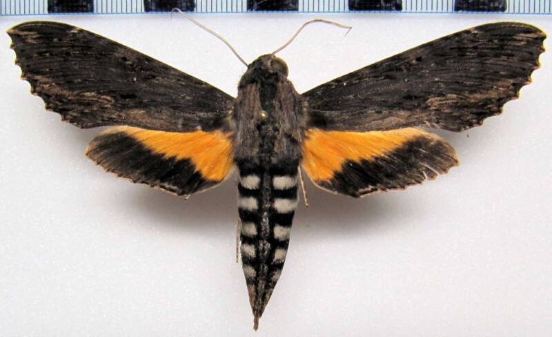 isognathus_scyron_eq_f-standard.jpg