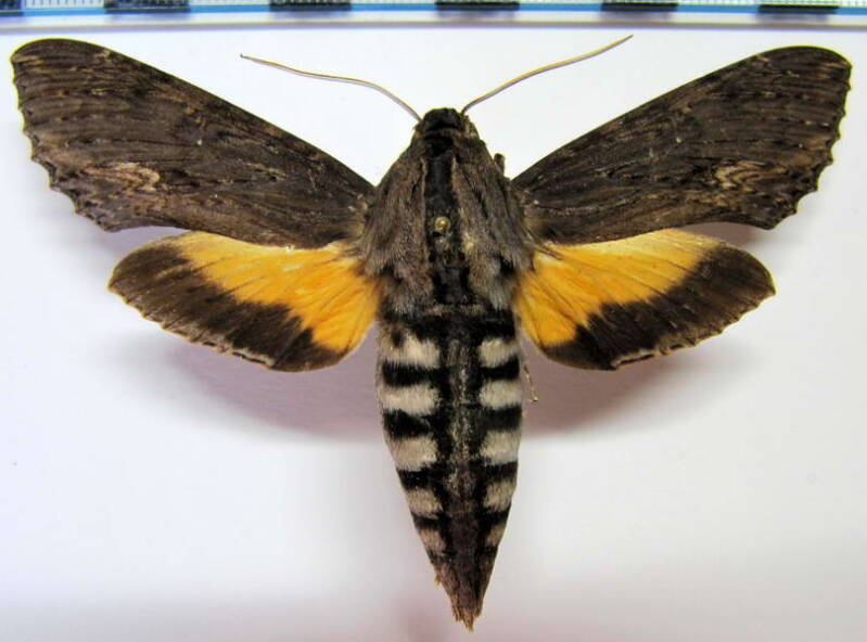 isognathus_scyron_f_gf-standard.jpg