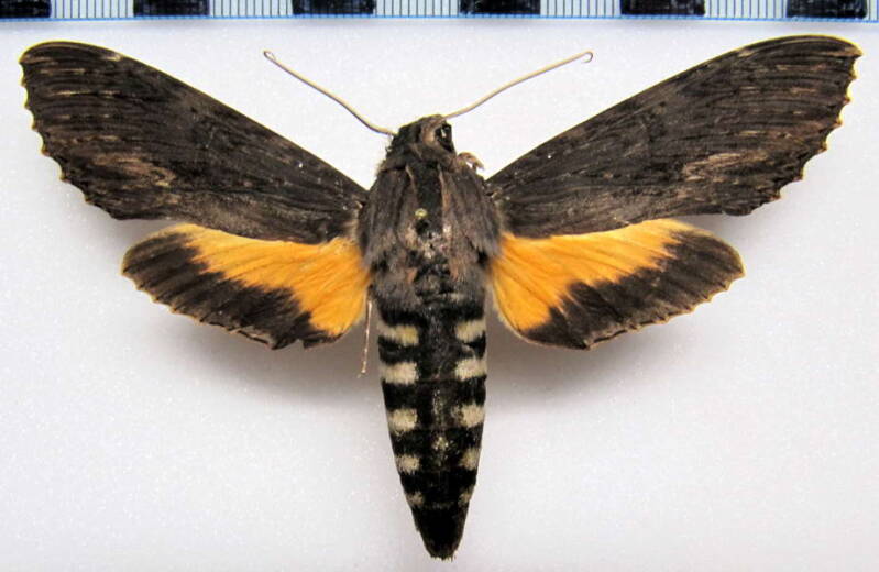 isognathus_scyron_gf_f-standard.jpg