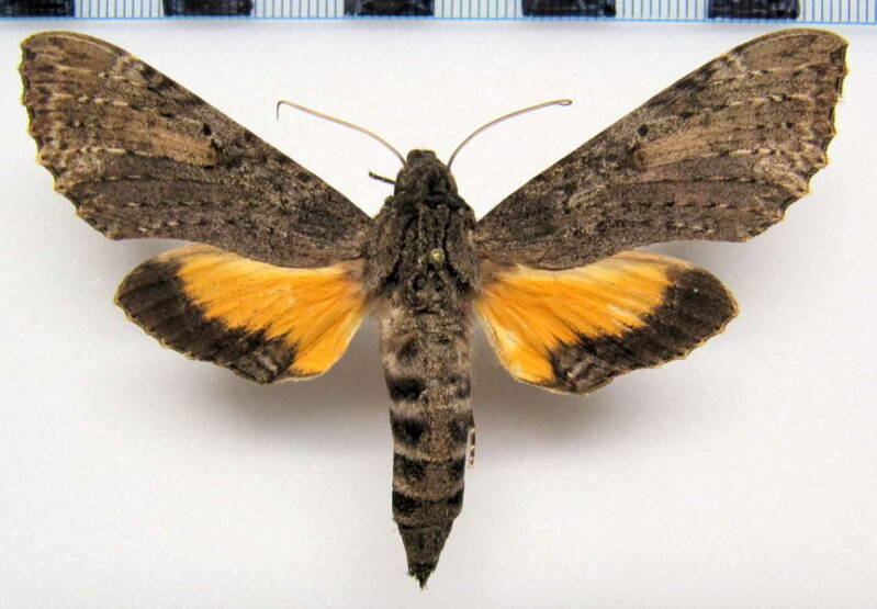 isognathus_scyron_gf_m-standard.jpg