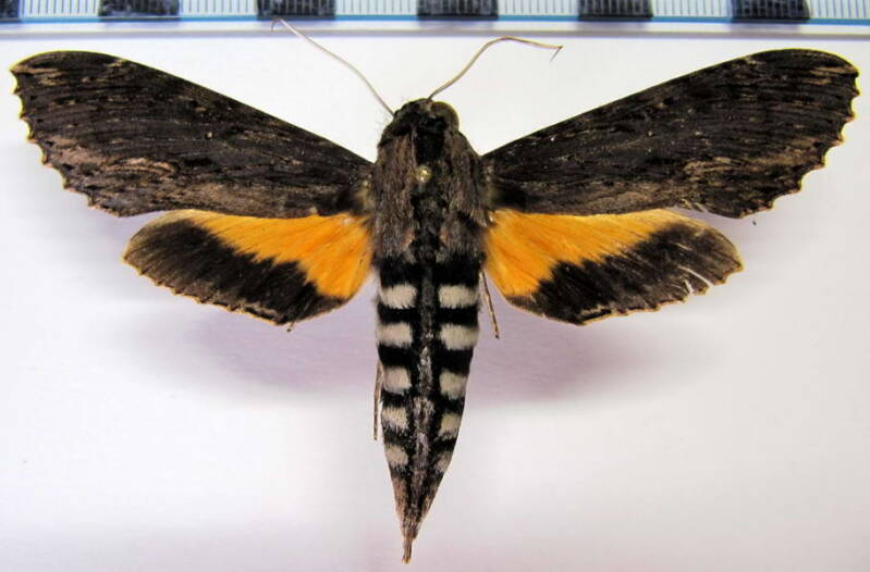 isognathus_scyron_m_eq-standard.jpg