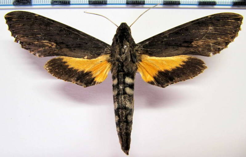 isognathus_scyron_m_mex-standard.jpg