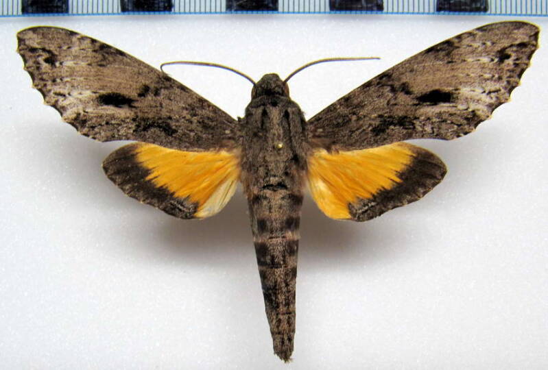 isognathus_swainsonii_gf_m01-standard.jpg