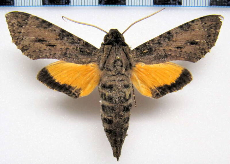 isognathus_swainsonii_gf_m02-standard.jpg