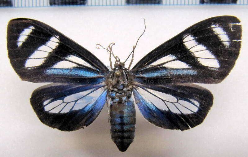 isostola_divisa_gf-standard.jpg