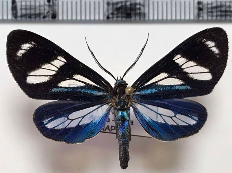 isostola_divisa_m_eq-standard.jpg
