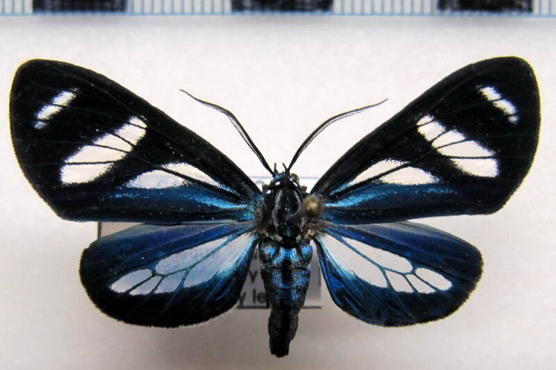 isostola_divisa_m_gf-standard.jpg