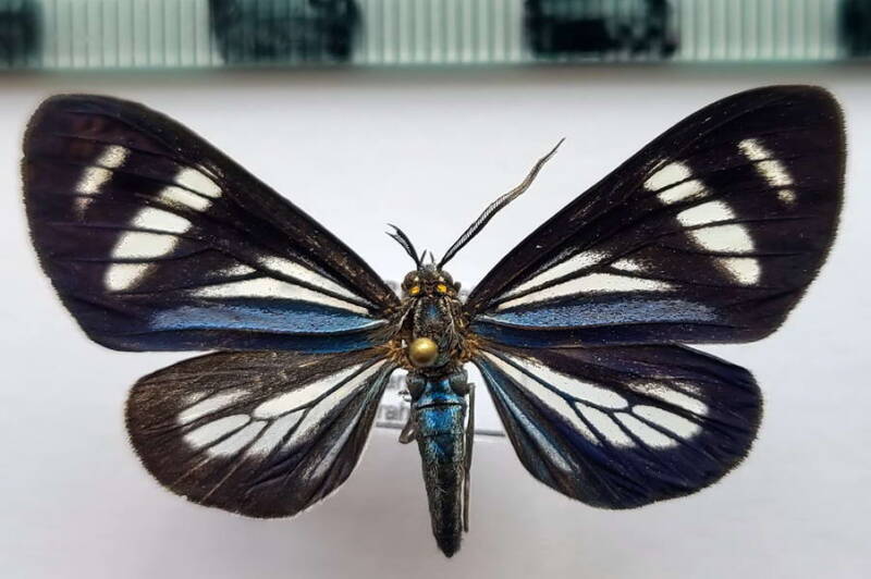isostola_nigrivenata_m_eq-standard.jpg