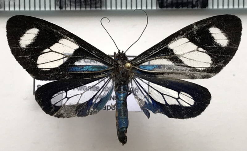 isostola_sp249_eq-standard.jpg