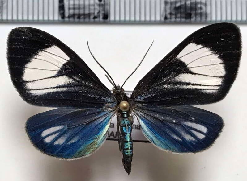 isostola_thabena_f_cr-standard.jpg