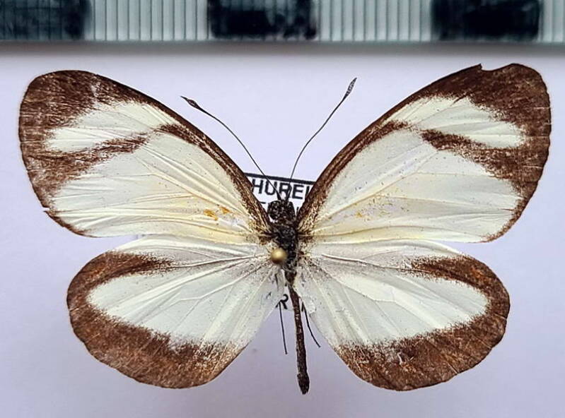 itaballia_pandosia_pisonis_m02_per-standard.jpg