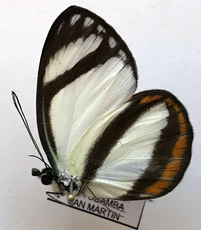 itaballia_pandosia_pisonis_m_per_v-standard.jpg