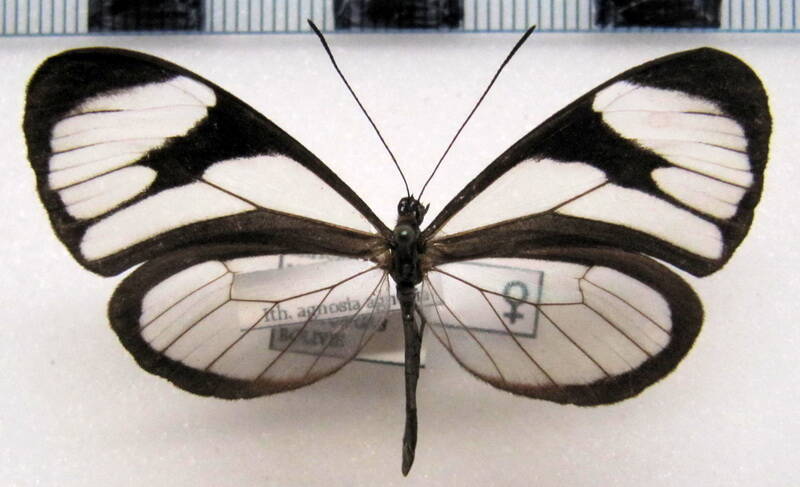 ithomia_agnosia_agnosia_f_bol-standard.jpg