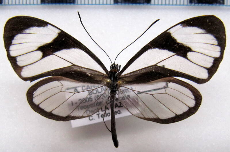 ithomia_agnosia_agnosia_m_02_bol-standard.jpg