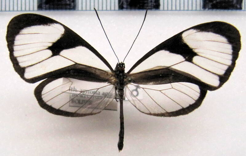 ithomia_agnosia_agnosia_m_bol-standard.jpg