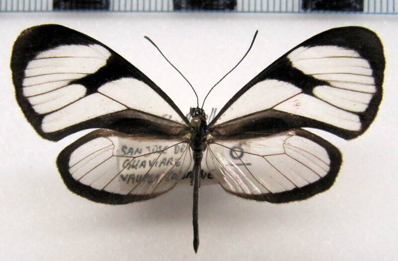 ithomia_agnosia_agnosia_m_col-standard.jpg
