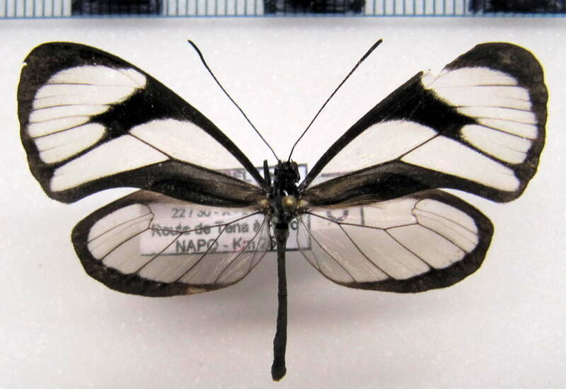 ithomia_agnosia_agnosia_m_eq-standard-8t68ik.jpg