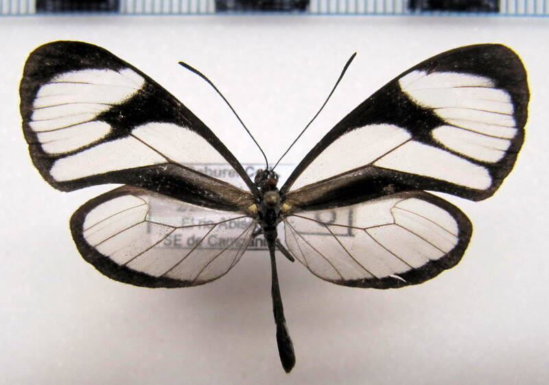 ithomia_agnosia_agnosia_m_perou-standard-ayh2yf.jpg