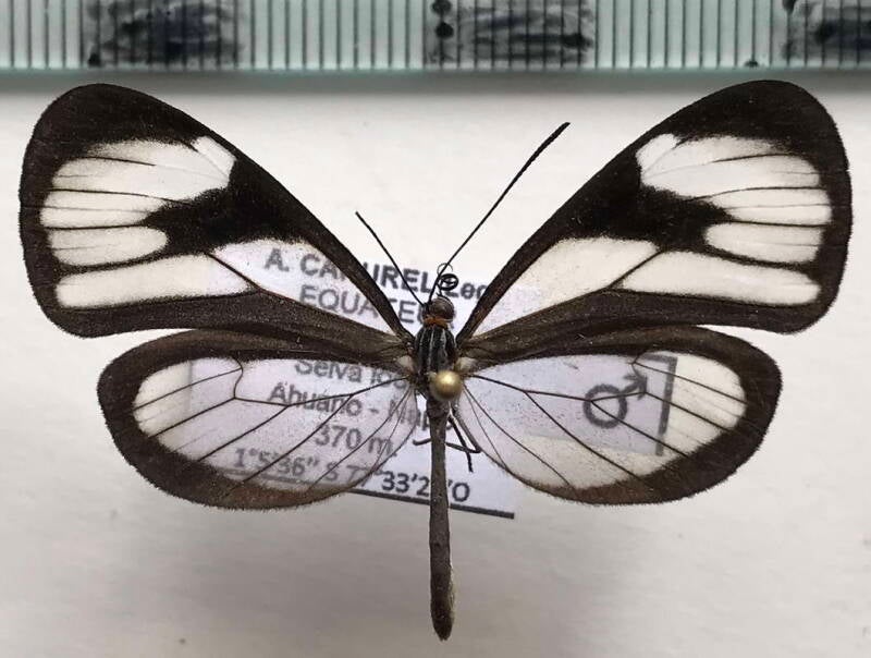 ithomia_agnosia_f02_eq-standard.jpg