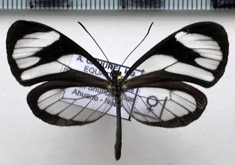 ithomia_agnosia_f_eq-standard.jpg