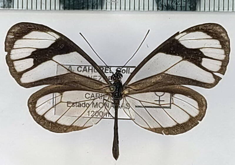 ithomia_agnosia_pellucida_f_vnz-standard.jpg