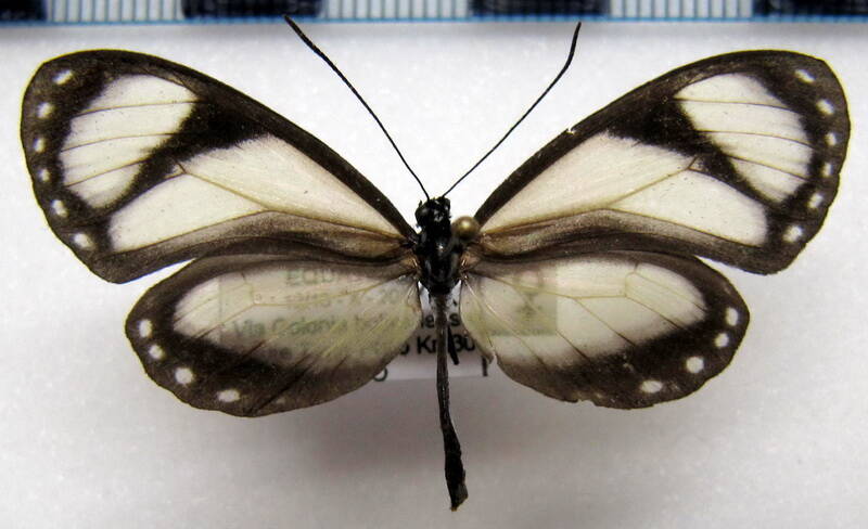 ithomia_amarilla_f_eq-standard.jpg