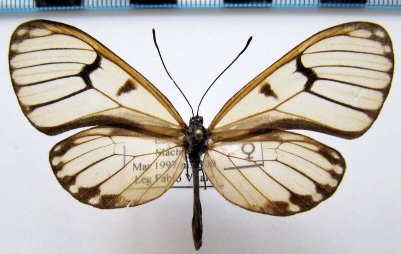 ithomia_avella_epona_f_eq-standard.jpg