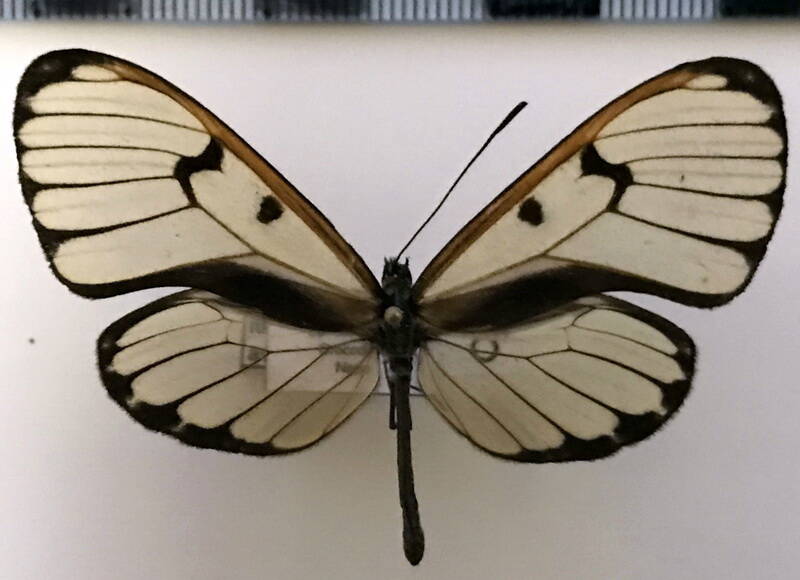 ithomia_avella_epona_m02_eq-standard.jpg