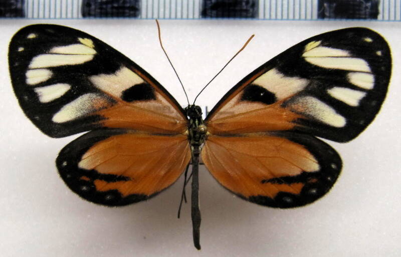 ithomia_cleora_f_eq-standard.jpg