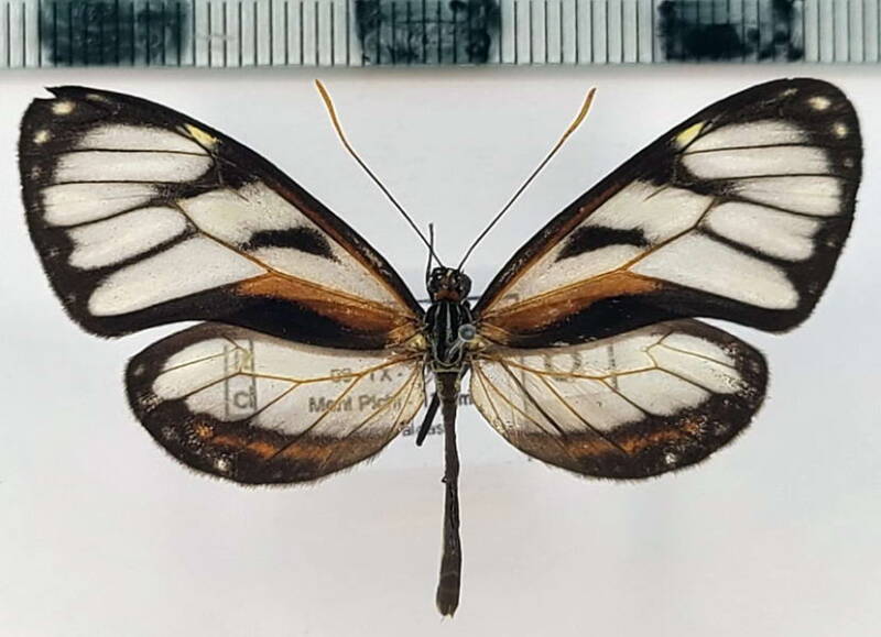 ithomia_cleora_m02_eq-standard.jpg