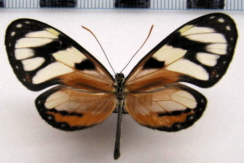 ithomia_cleora_m_eq-standard.jpg