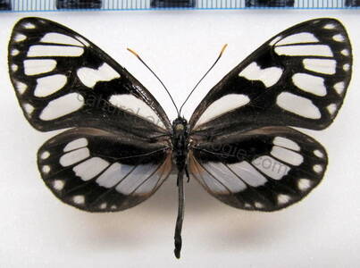 ithomia_ellara_f_bol-jpg-standard.jpg