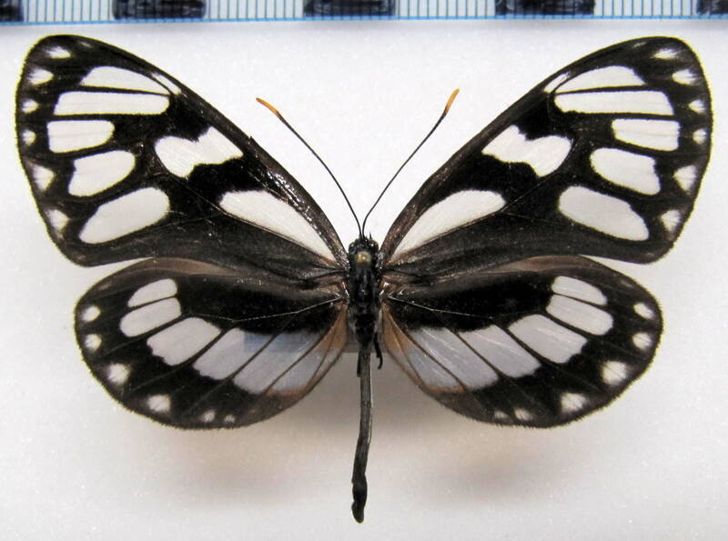 ithomia_ellara_f_bol-standard.jpg