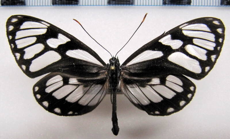 ithomia_ellara_m_bol-standard.jpg