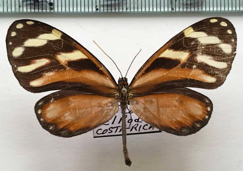 ithomia_heraldica-heraldica_f_Costa Rica