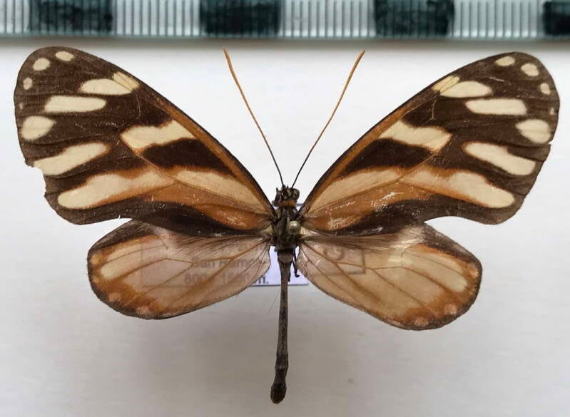 ithomia_heraldica_m02_Costa Rica