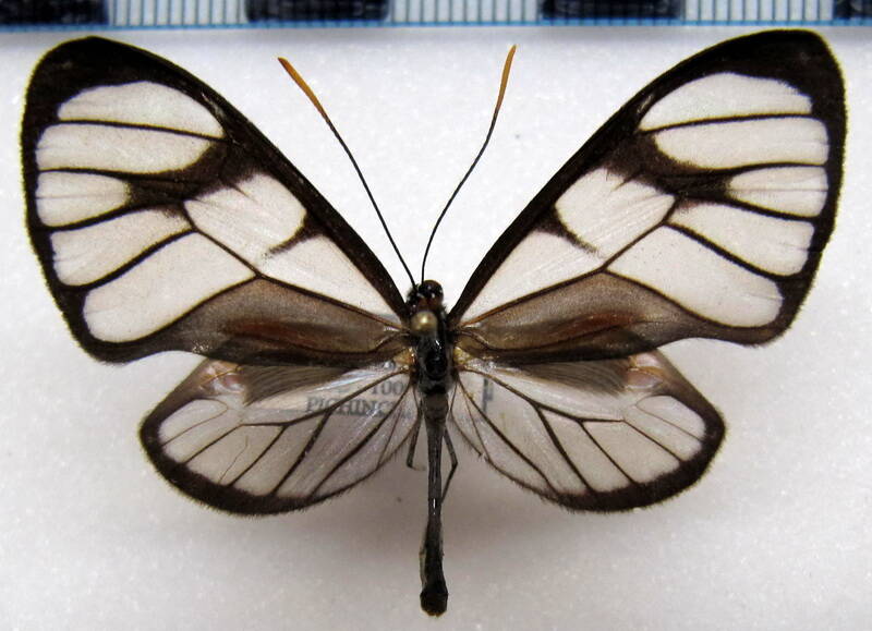 ithomia_hyala_hyala_m_eq-standard.jpg