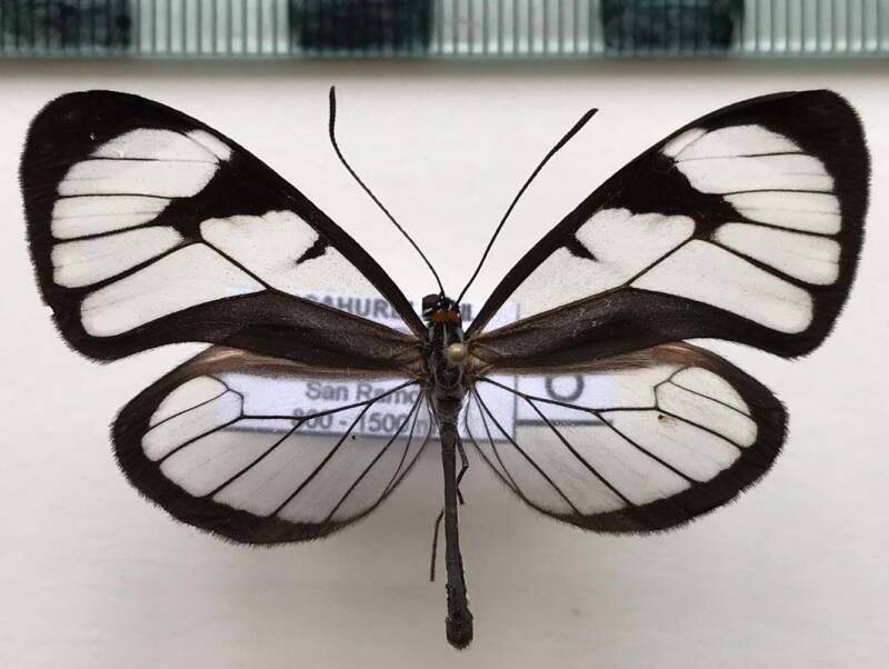 ithomia_hyala_sincerus_m_cr-standard.jpg