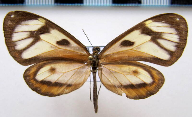 ithomia_iphaniassa_phanessa_f_col-standard.jpg