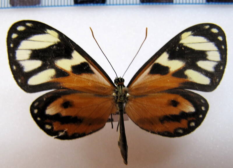 ithomia_iphaniassa_sspf_eq-standard.jpg